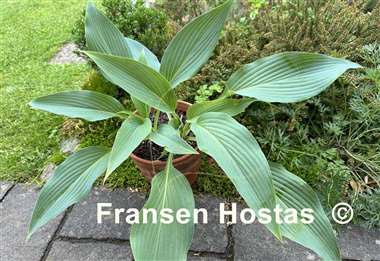 Hosta Feathervane